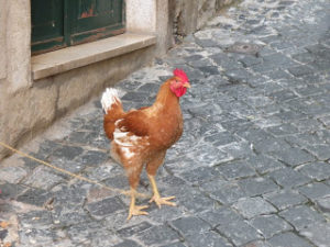 Rooster in the street in the old Alfama in Lisbon