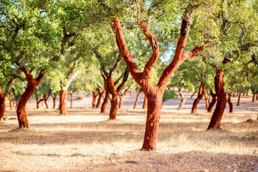 A plantation of cork oak trees in the Alentejo region of Portugal