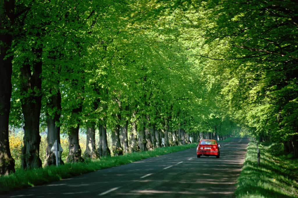 Single car driving along a country road lined with trees