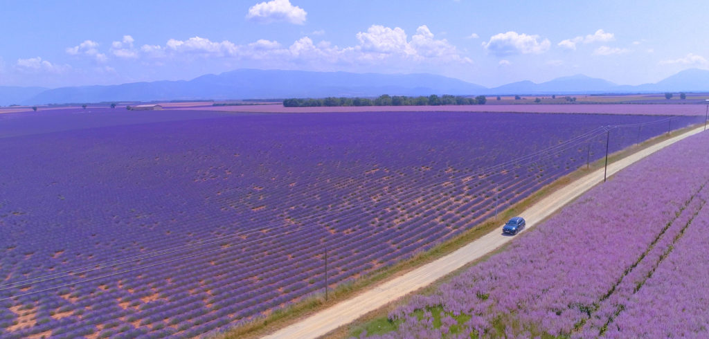 Lavendar fields in Provence