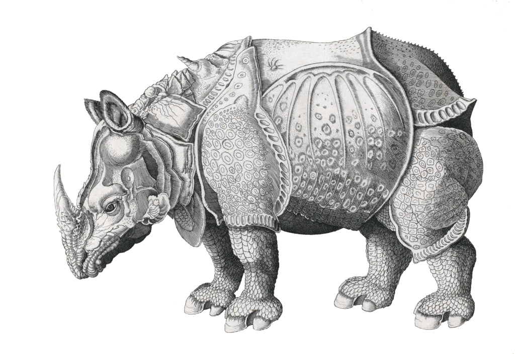 Rhinocerous woodcut by Albrecht  Dürer  