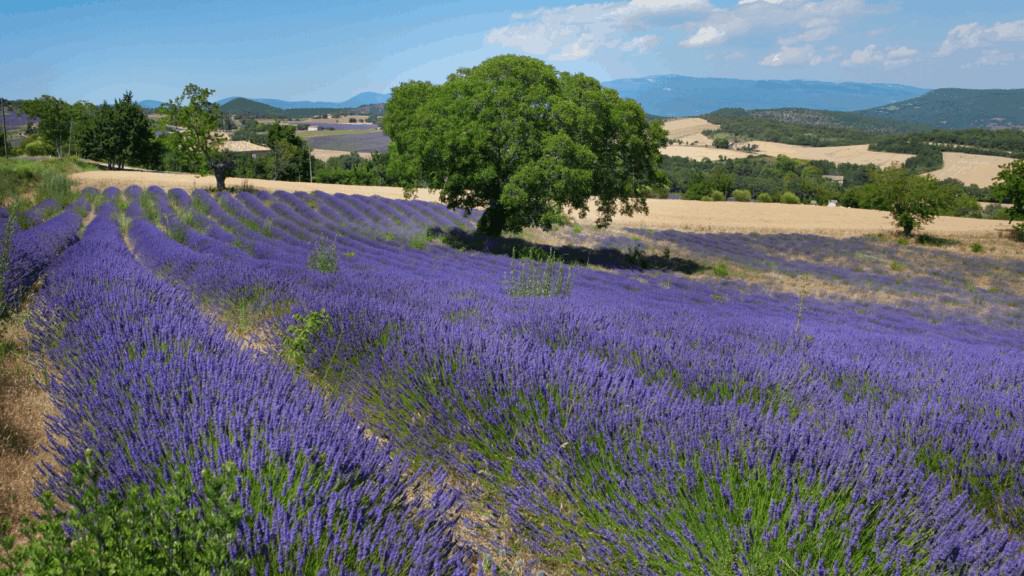 Lavender fields in the Luberon region of Provence