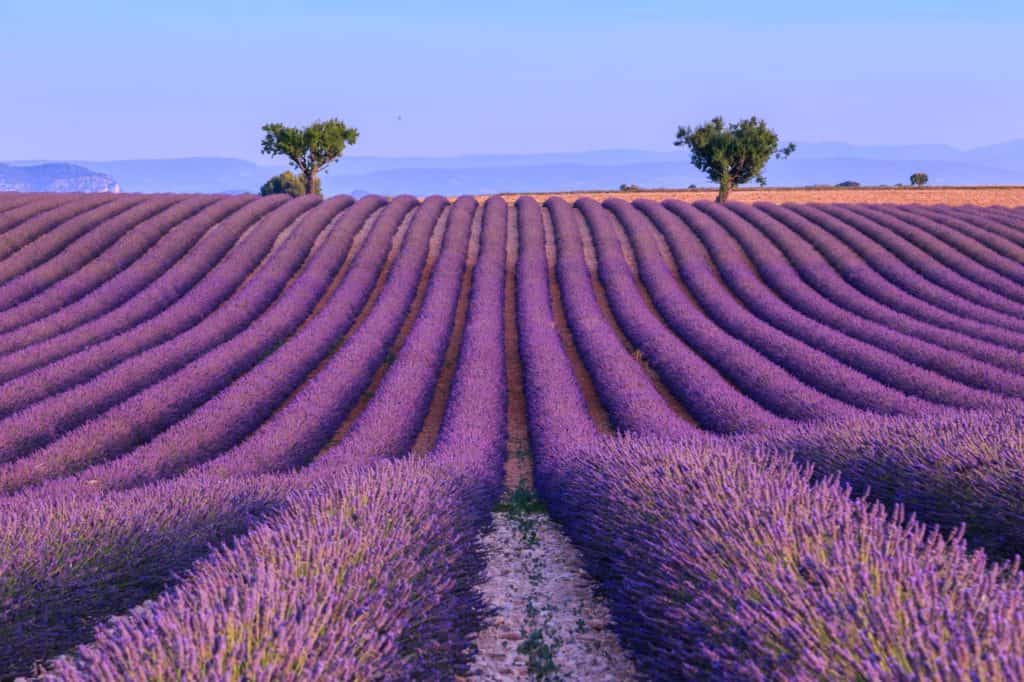 Lavender field in the Luberon region of southern France