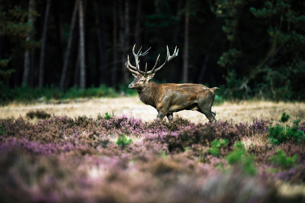 Red deer stag in the Dutch National Park the Veluwe