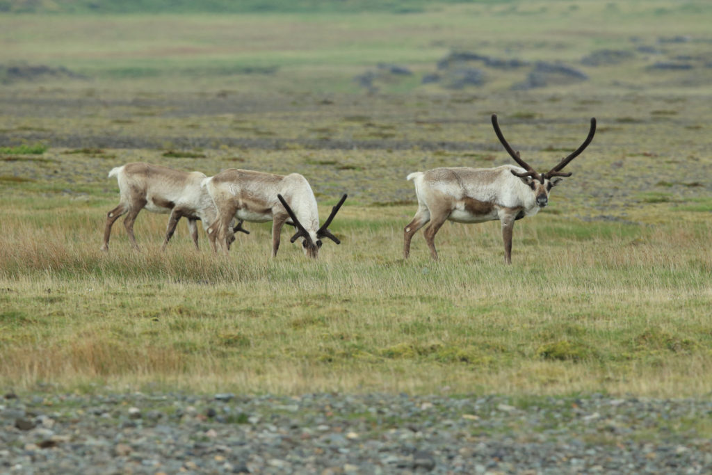 Reindeer in Iceland