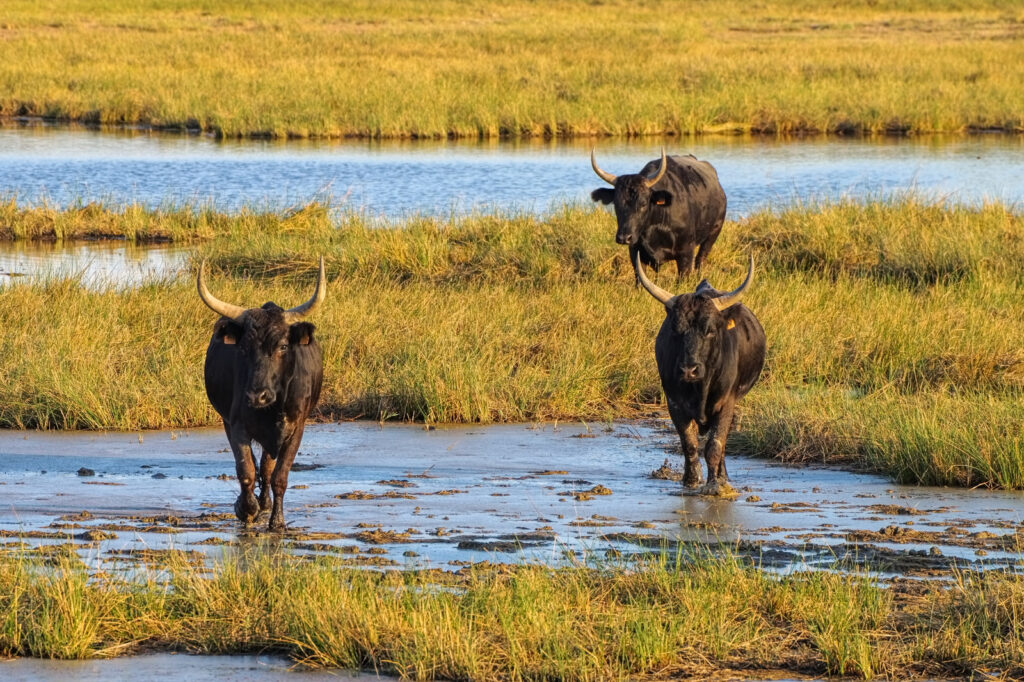 Black Camarguais bulls in swamp, southern France