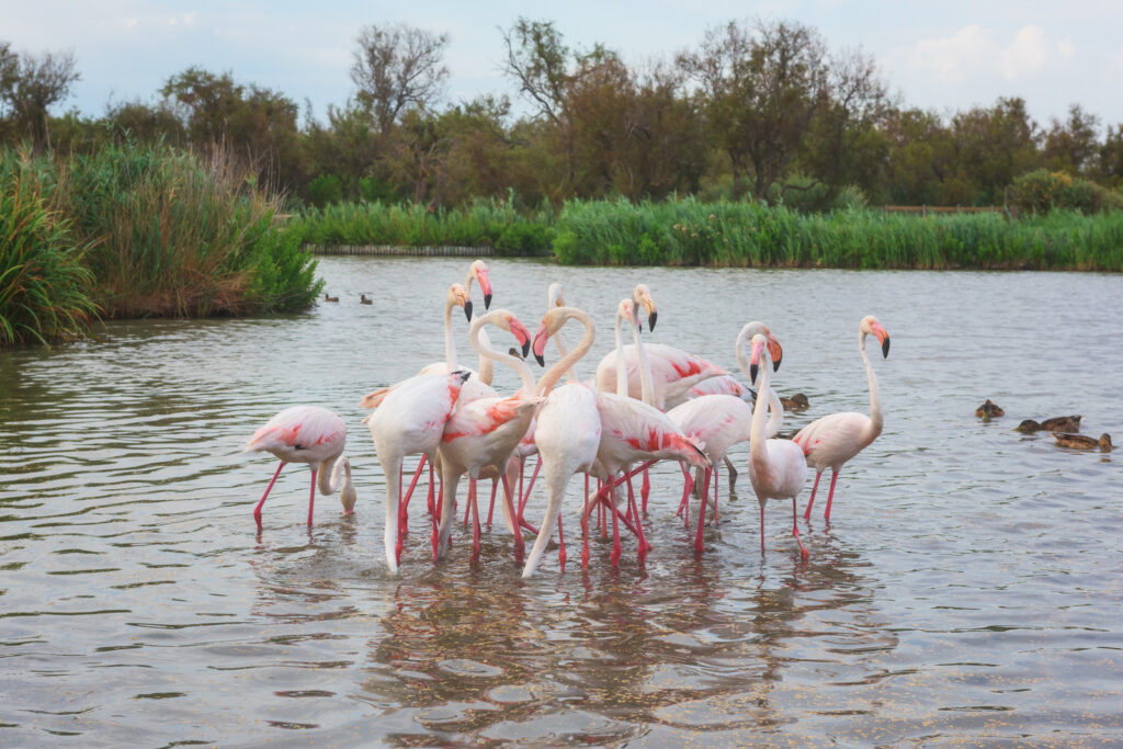 Pink flamingos in the Camargue, one of my 17 recommended places to visit in France
