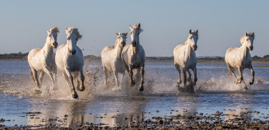 White Camargue Horses running free