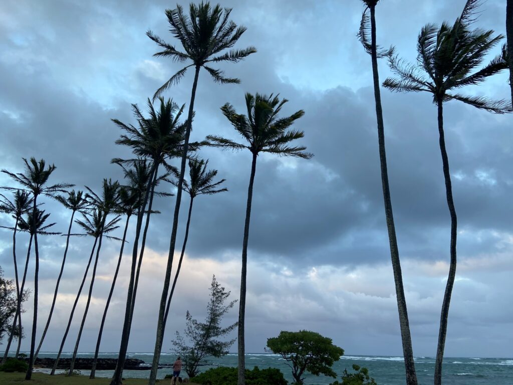 Coconut palms swaying in the wind on the beach on the East Shore of Kauai
