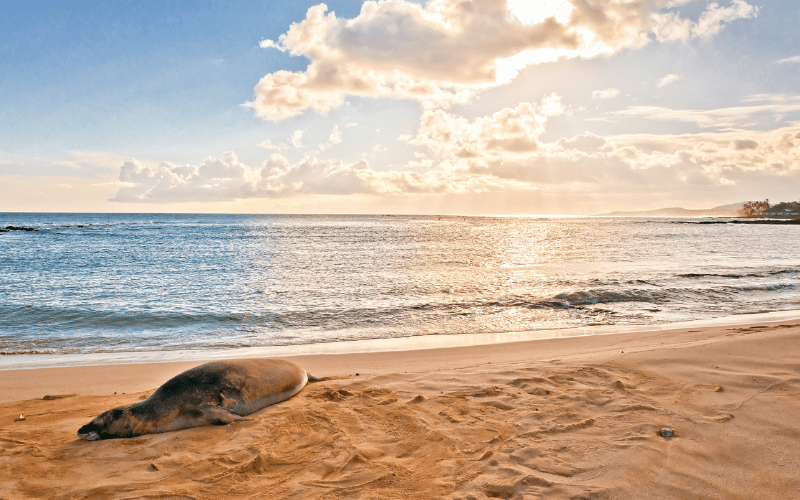 Monk seal hanging out at Poipu Beach Park