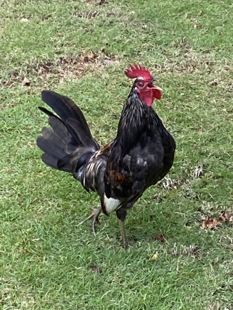 A rooster crowing on Kauai.
