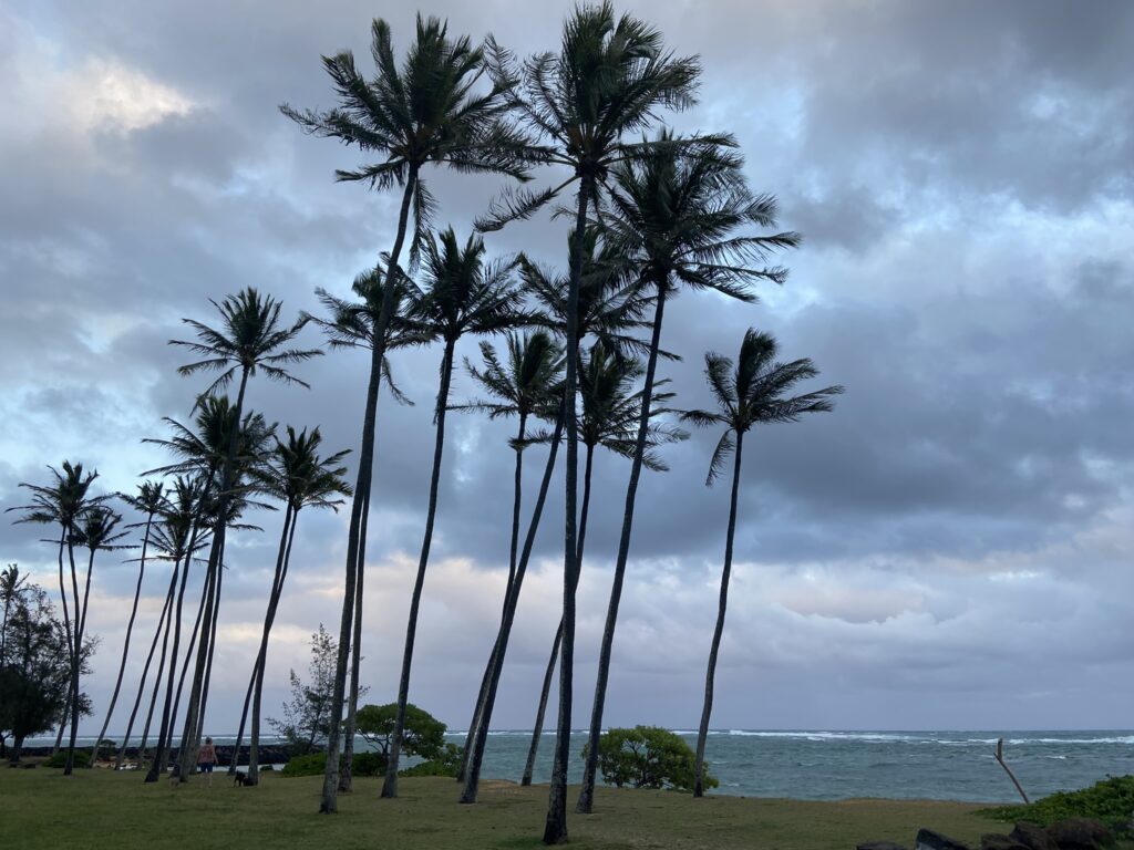 View of coconut palms on the East Coast of Kauai