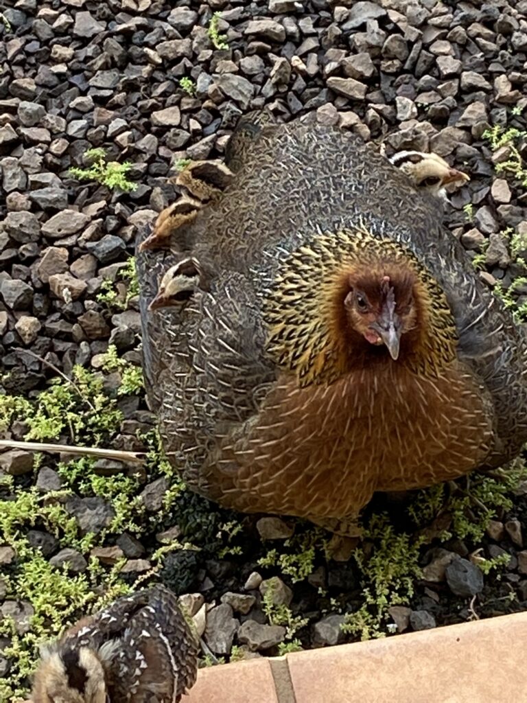 A mother hen with baby chicks poking out of her feathers.