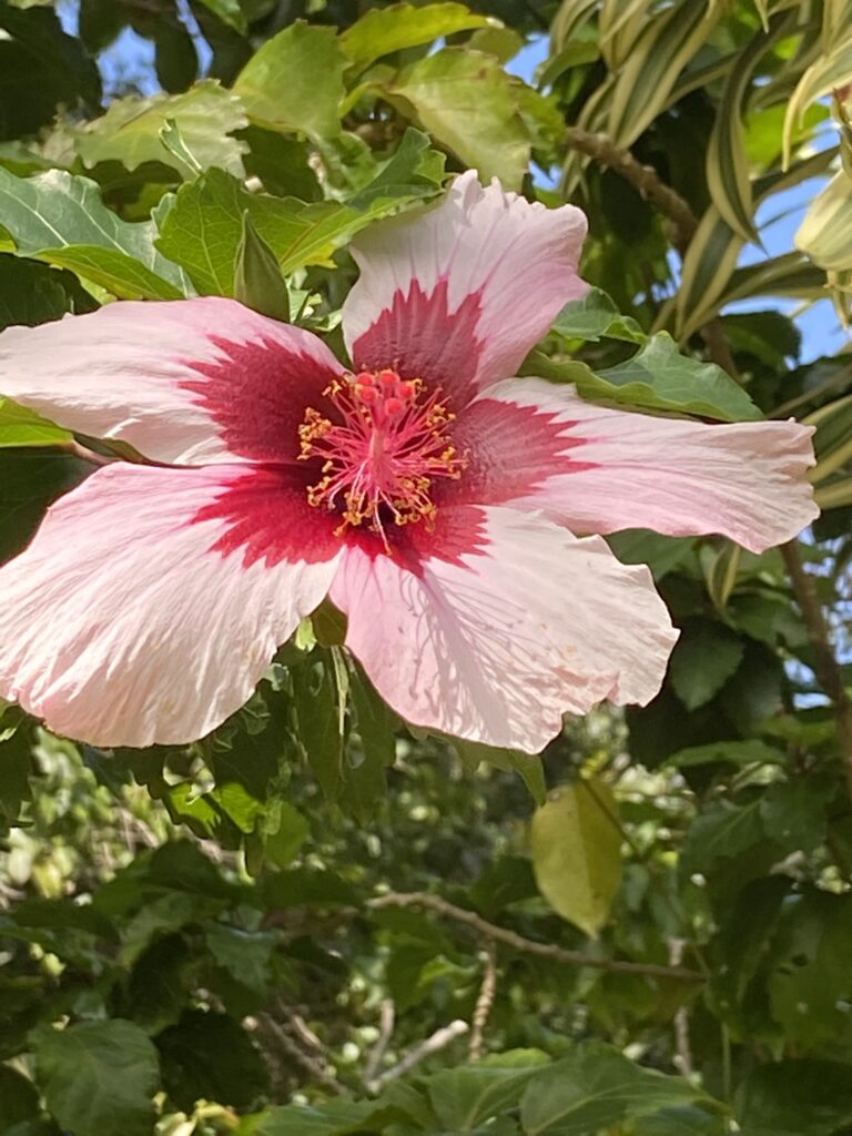 Close-up of a vibrant pink hibiscus flower taken at Limahuli Gardens in Kauai; garden tours are a highlight of a Kauai vacation.