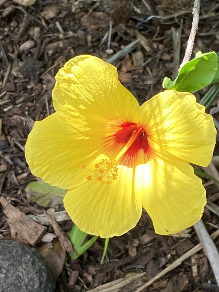 Close-up of a vibrant yellow hibiscus flower taken at Limahuli Gardens in Kauai; garden tours are a highlight of a Kauai vacation.