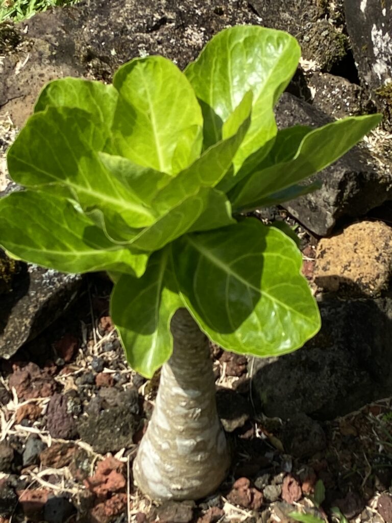 The Atula plant is being grown at the McBryde Gardens in Kauai