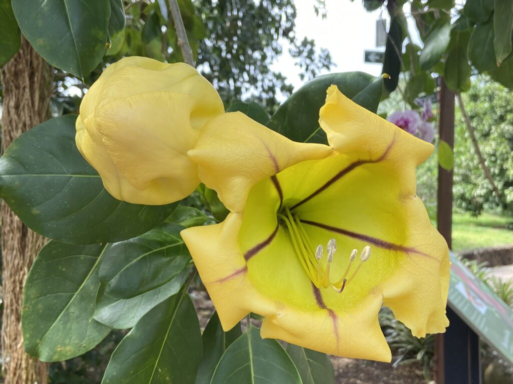 Large yellow fellow, called the "Cup of Gold" in Kauai.
