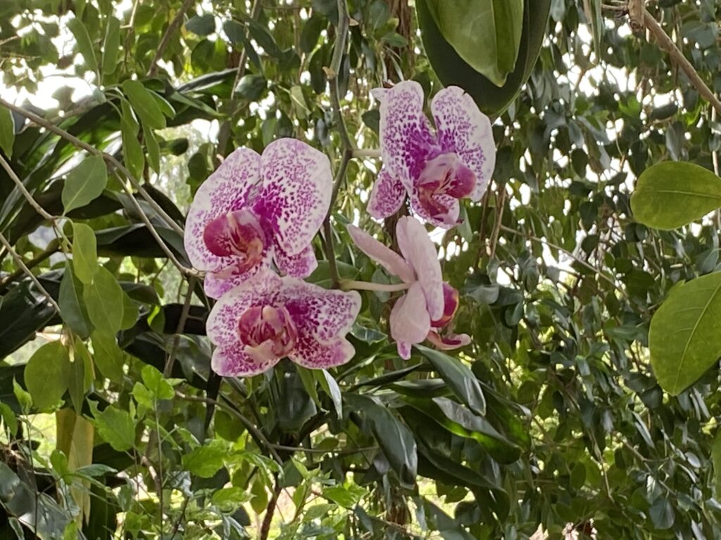 Pink orchids growing wild in Kauai.