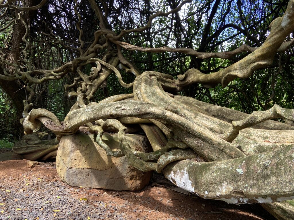 Strange twisted tree trunks taken at the Allerton and McBryde Gardens on the South Shore of Kauai