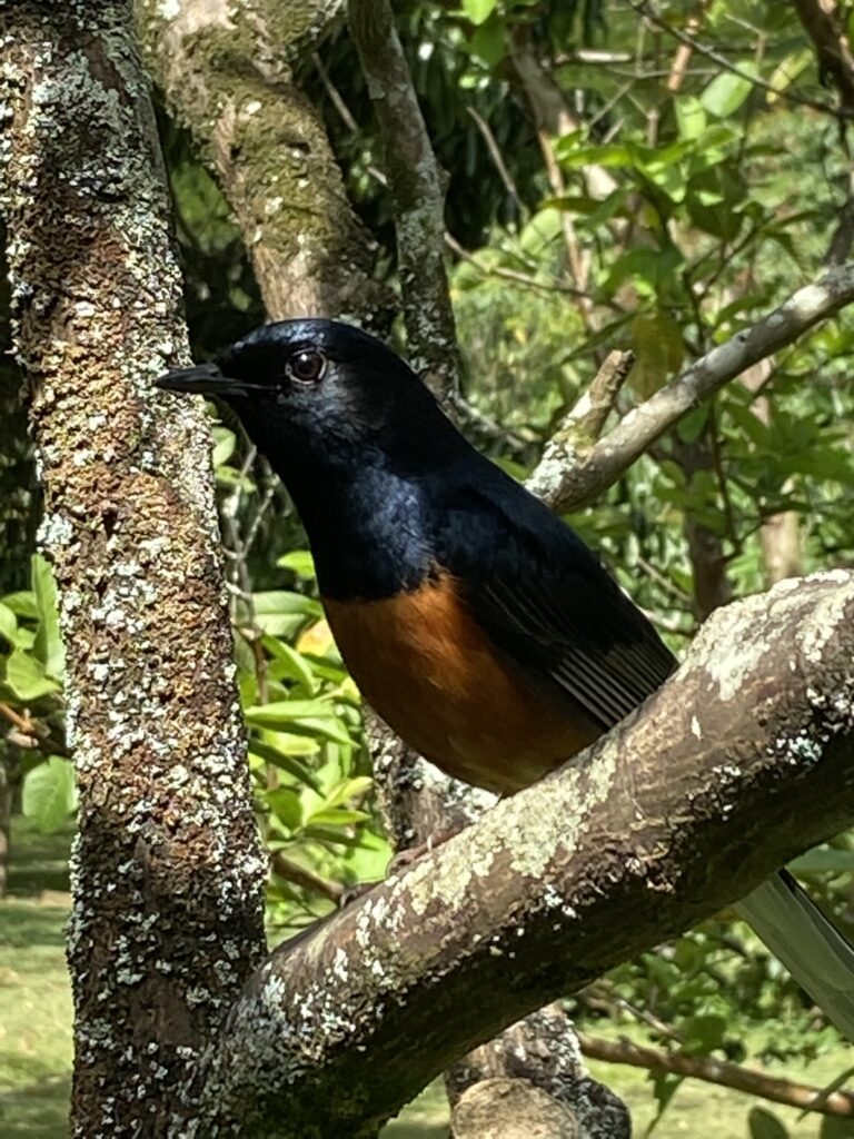 Lovely blue-feathered bird at the McBryde Gardens in Kauai. Touring the gardens was a highlight of a trip to Kauai.