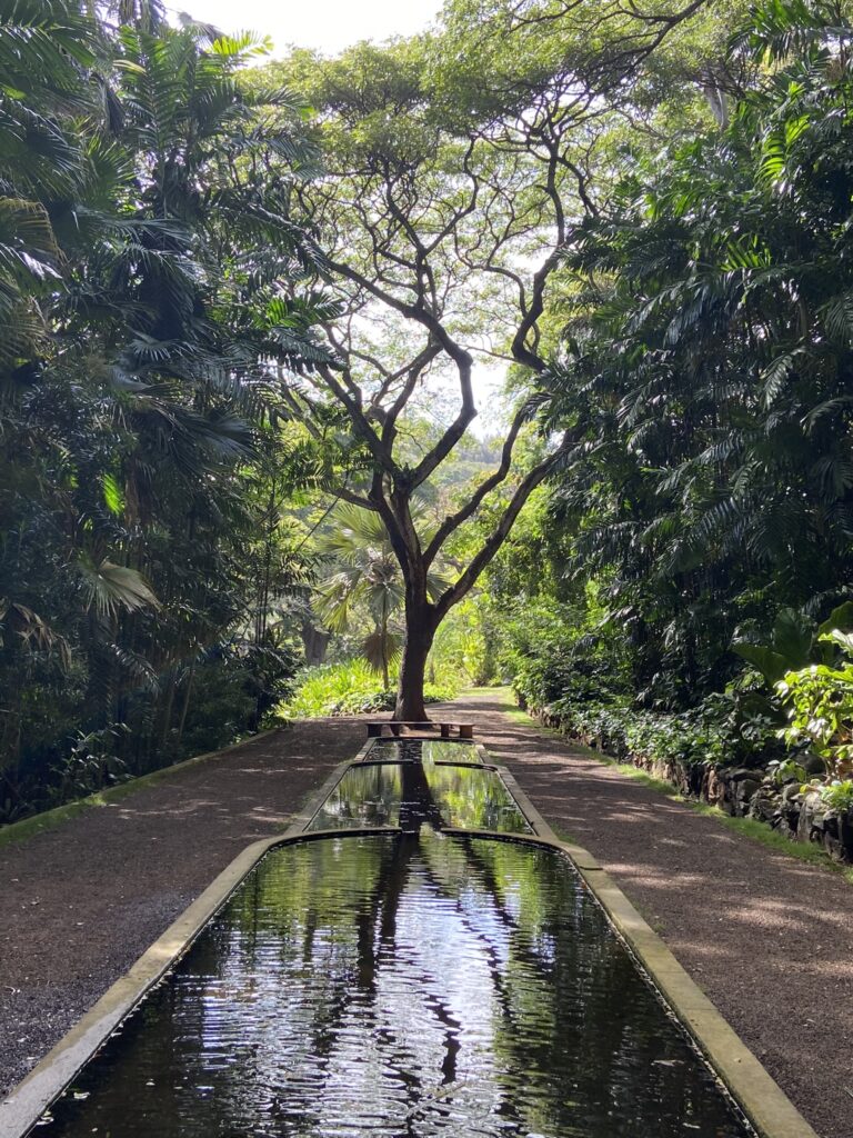 Series of three reflecting pools with a large tree reflected in them at the Allerton Gardens in Kauai.