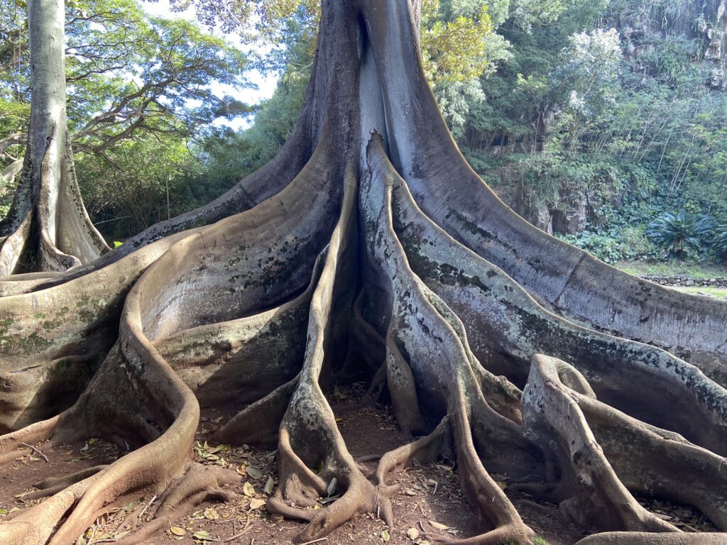 Huge tree with large wavy roots made famous in Jurassic Park