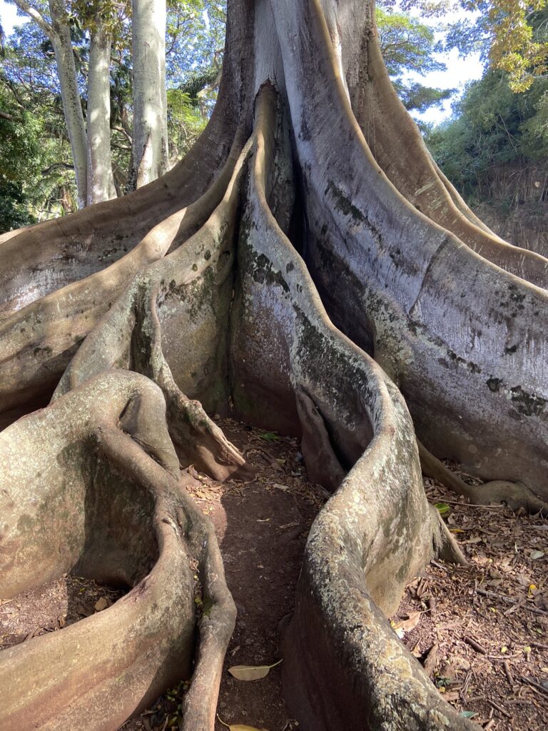 Large tree with vertical fan-like roots; the trees were featured in the movie "Jurassic Park."