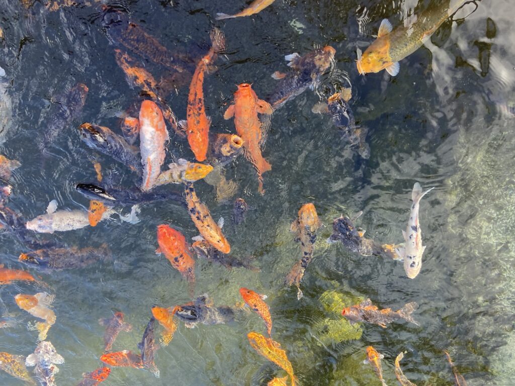 Close-up of a mass of swimming koi