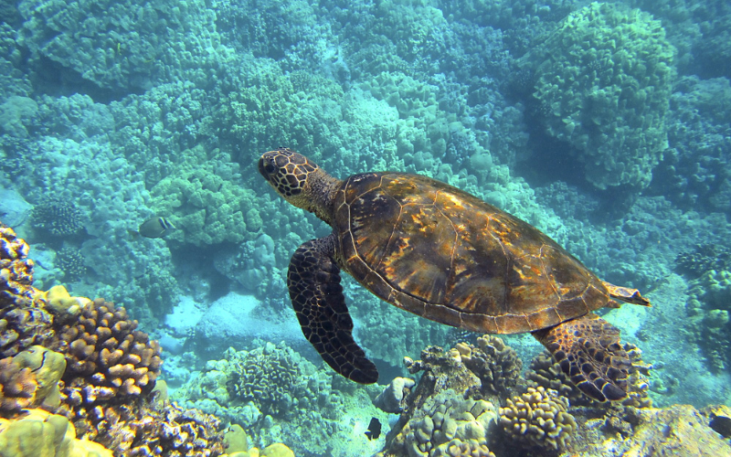 Sea turtle swimming above a reef. Swimming with sea turtles in Kauai was a highlight of a Kauai vacation.