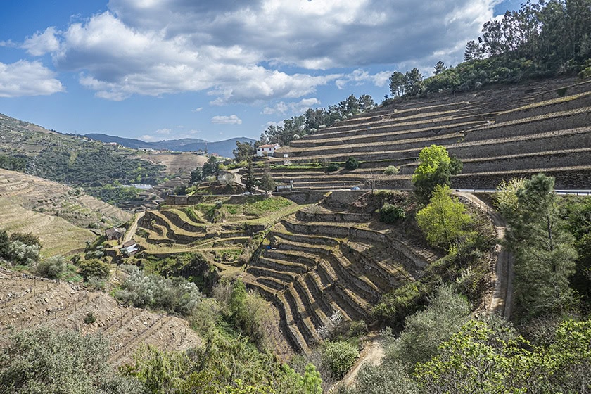 The terraced vineyards of the Duoro Valley in Portugal.