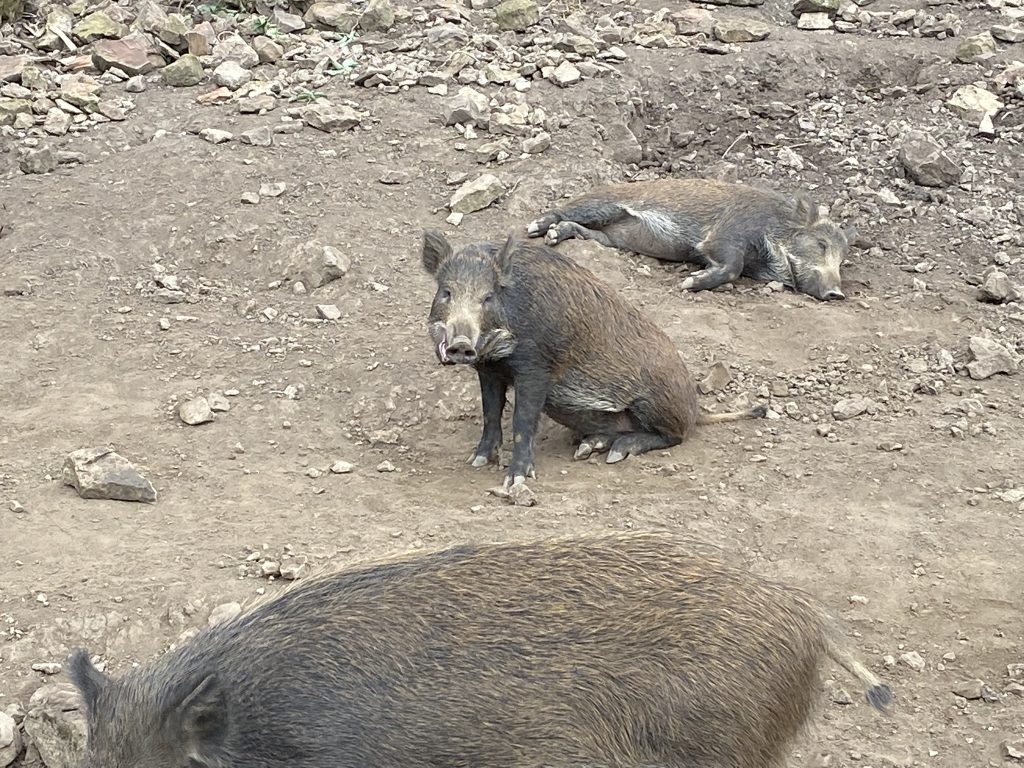 Boars at Bolton Castle