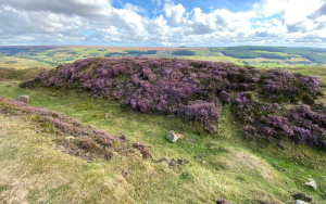 View of heather and moorland in Yorkshire