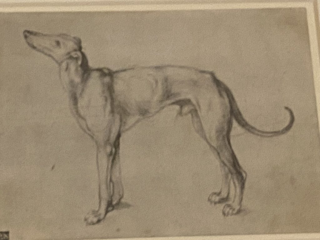 Etching of a greyhound by Albrecht Dürer 