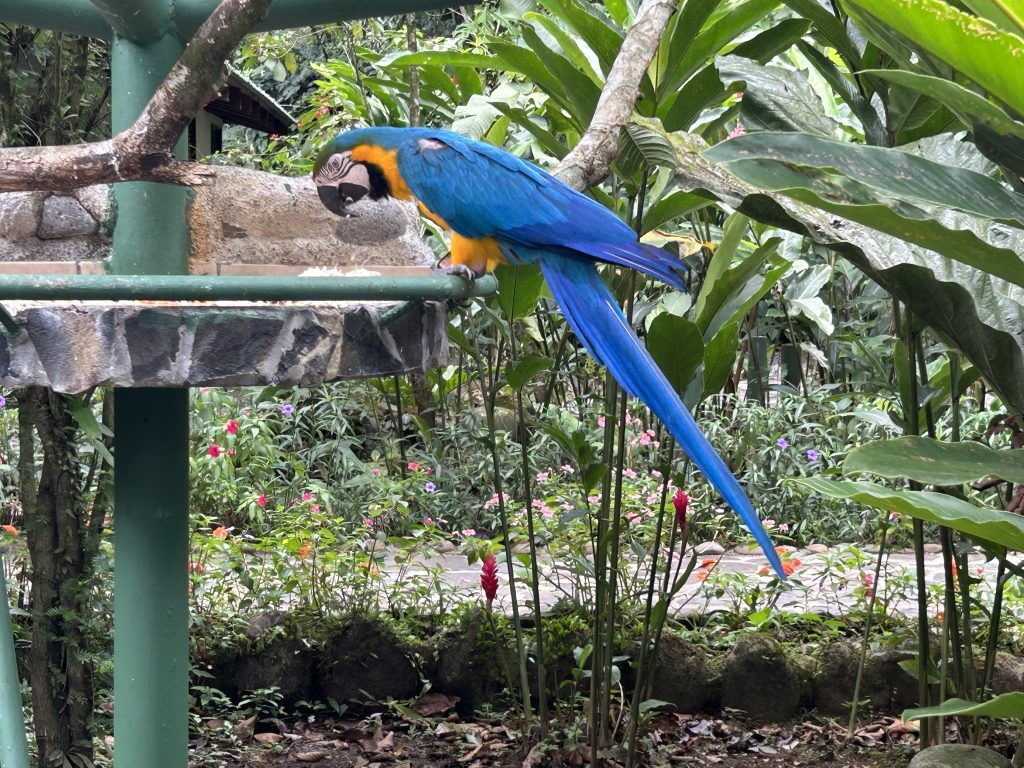 Parrot at Proyecto Asis in Costa Rica