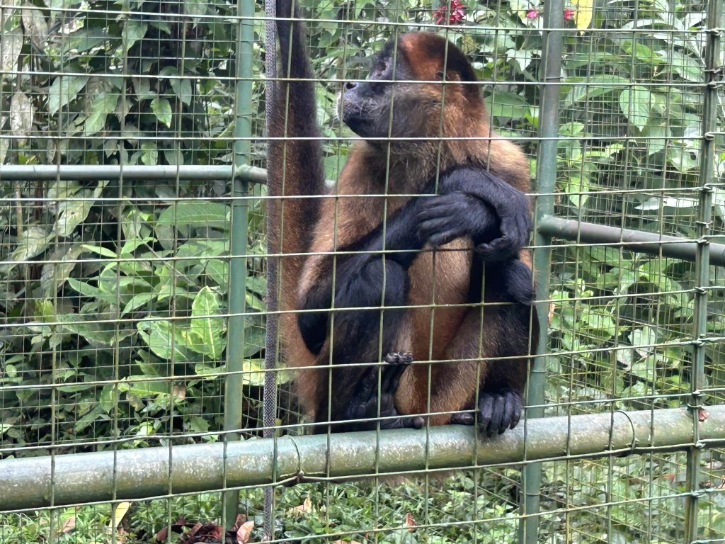 Monkey at Proyecto Asis in Costa Rica