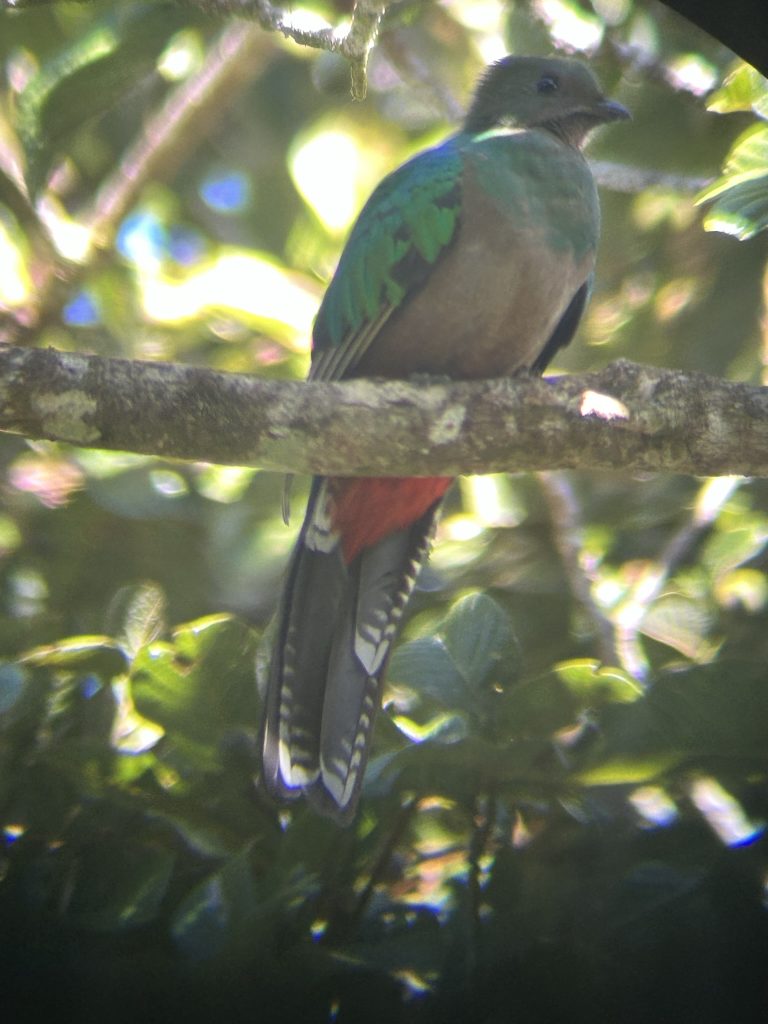 Quetzel in a tree in Curi Cancha in Costa Rica