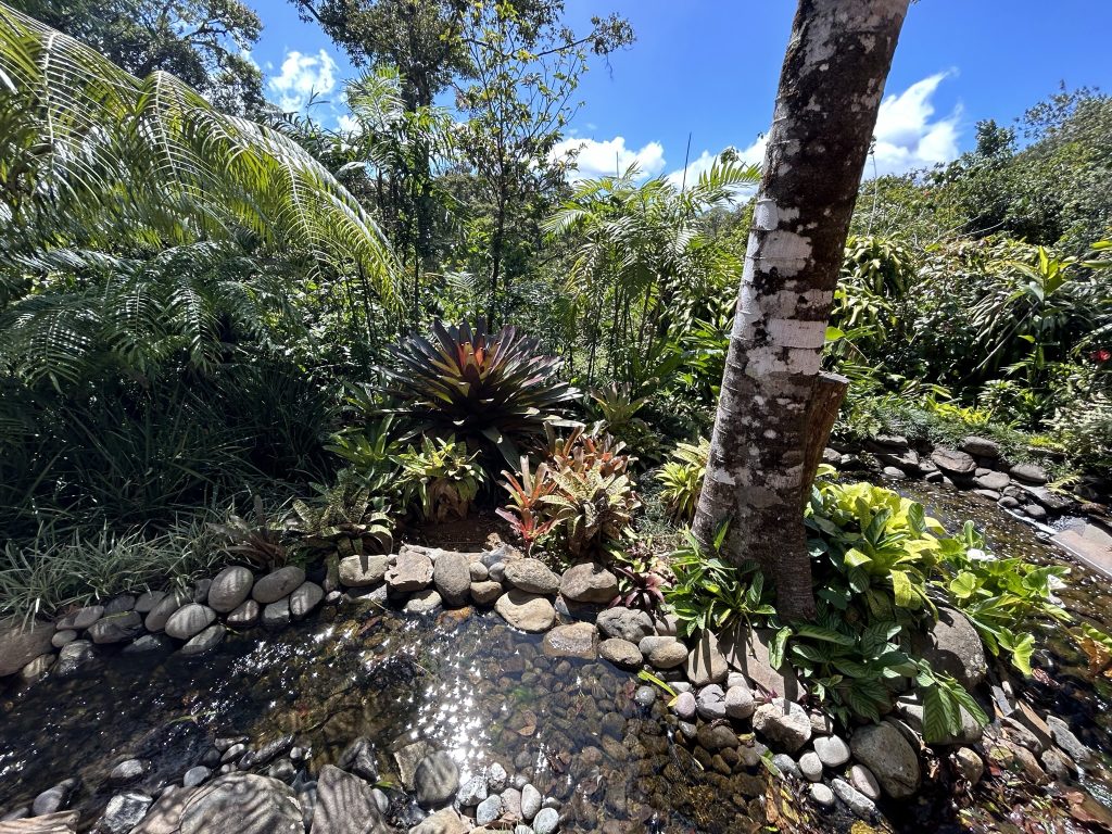 Babbling brook in Monteverde Costa Rica