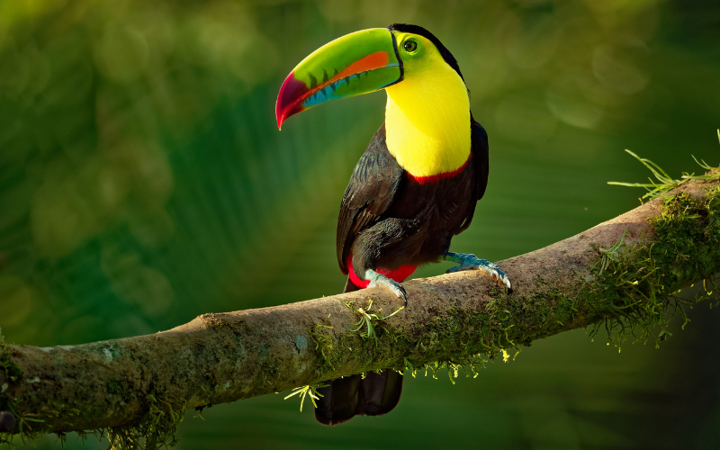 Large toucan perched on a branch in Costa Rica