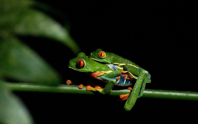 Two green frogs in the jungle