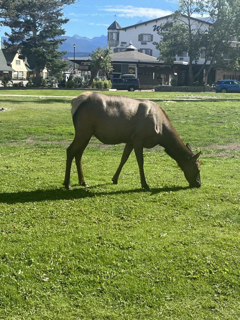 Female elk grazing in front of the Jasper Visitor Center