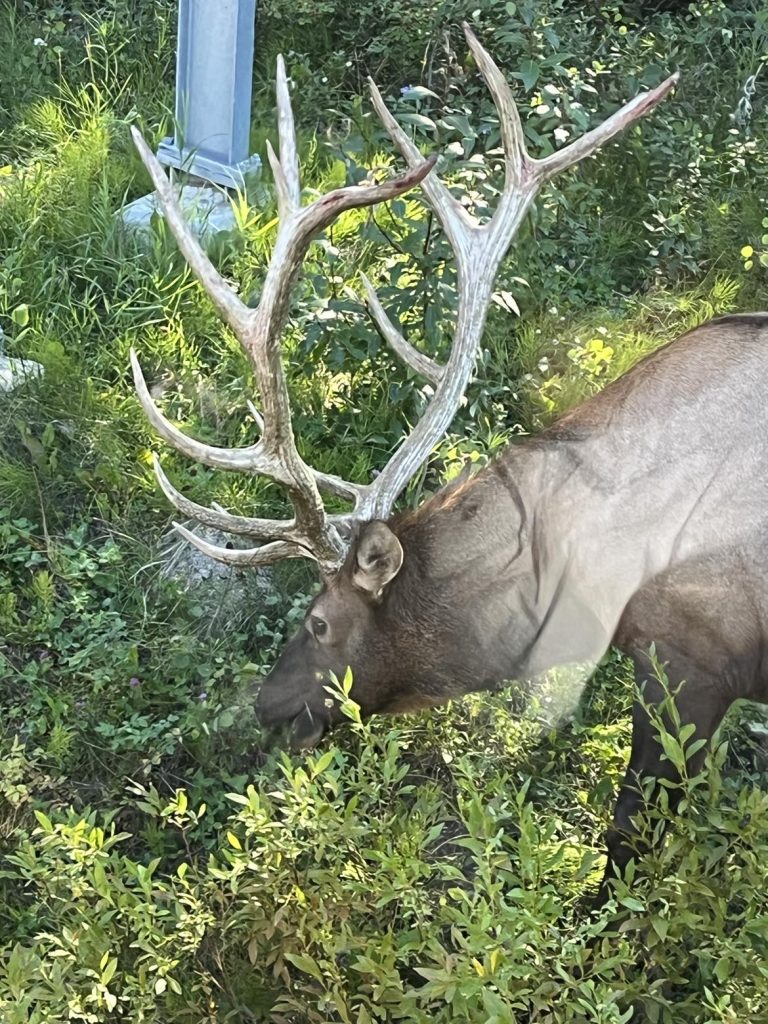 Large male elk with antlers near Jasper