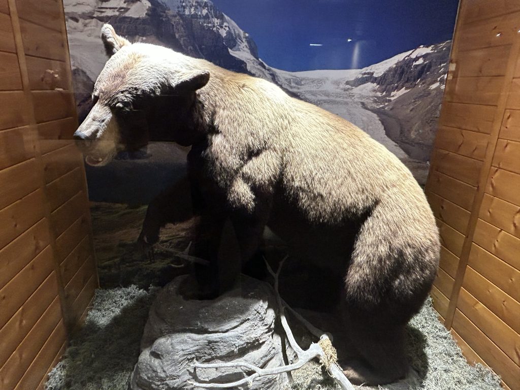 Large stuffed bear in a glass case in Jasper, Alberta