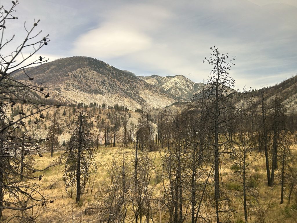 Burned forest near Lytton as seen from the Rocky Mountaineer