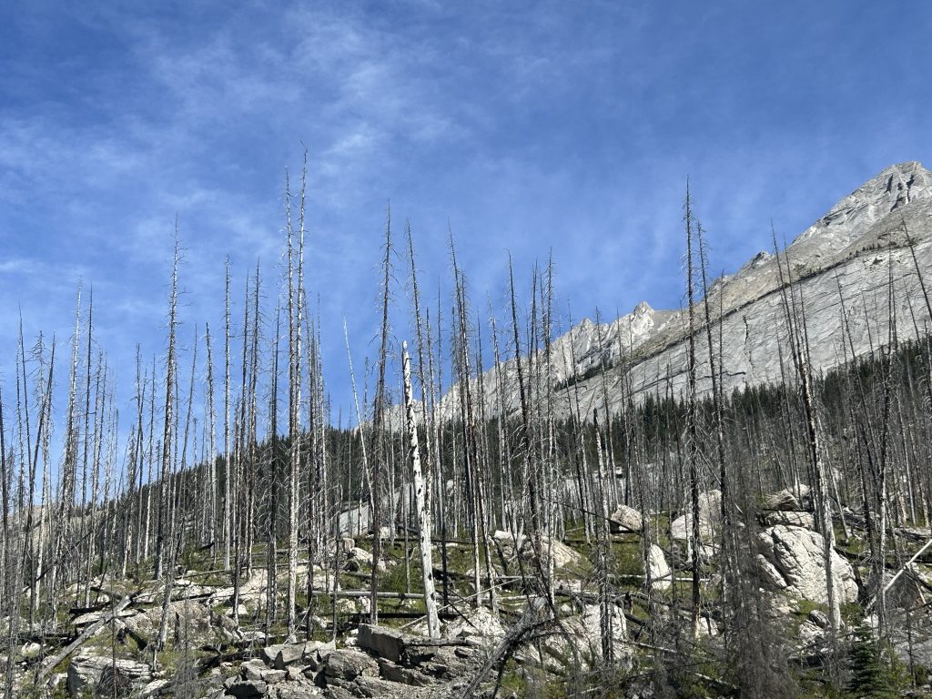 Forest fire damage in Jasper National Park