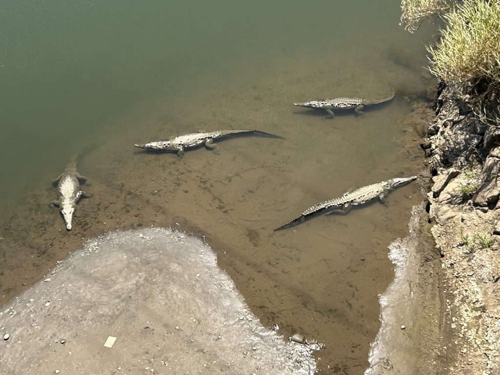 Crocodiles in a river in Costa Rica