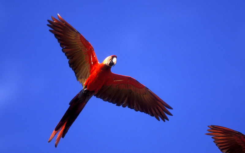 Scarlet macaws flying across a blue sky