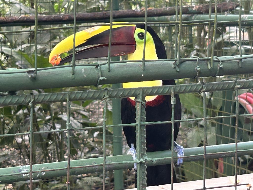 A toucan at Proyecto Asis