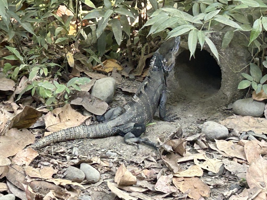 Iguana in Manuel Antonio Park in Costa RIca