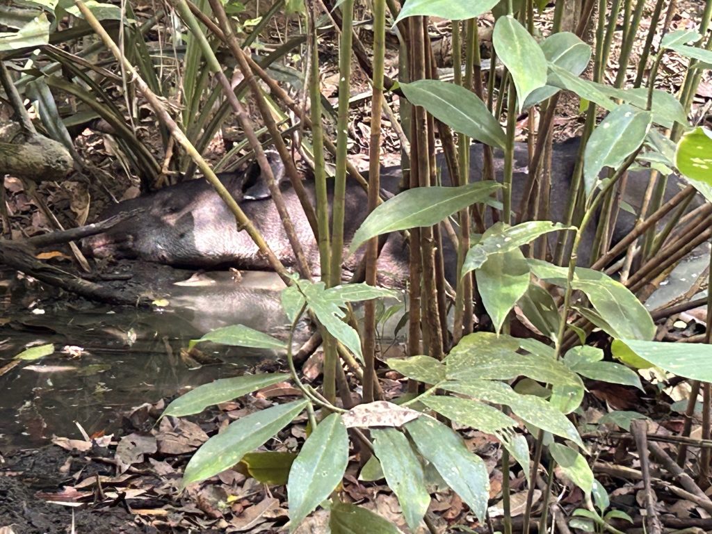 A tapir in the Corcovado