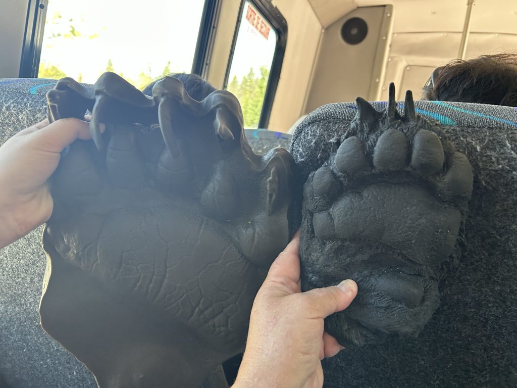 Rubber molds of a grizzly bear paw and a black bear paw